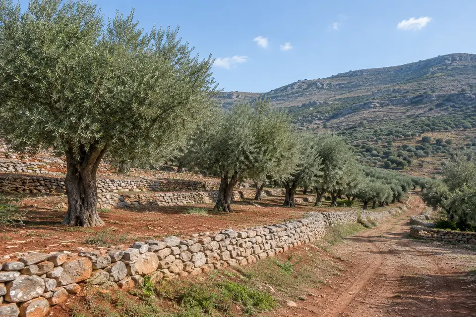 مزرعة في الصبورة للإيجار السنوي