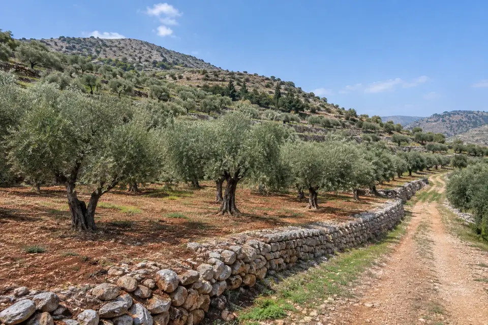 مزرعة مثمرة في الصبورة