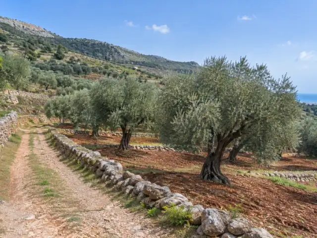 Olive grove in Safita, six dunums