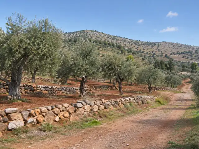 أرض زراعية في ريف درعا